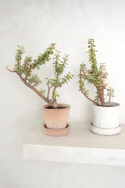 Portulacaria afra 'Medio-picta'