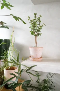 Portulacaria afra Opstammet