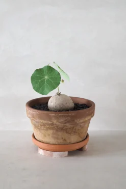 Pottefødder, terracotta