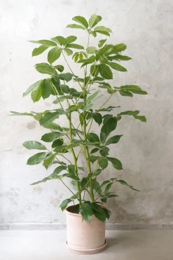 Schefflera Amate