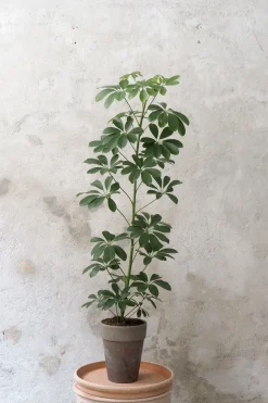 Schefflera arboricola