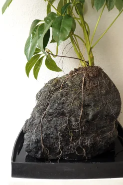 Schefflera på Lavasten, oversize