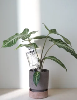 Selvvandende Plant Life support, lille