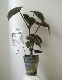 Selvvandende Plant Life support, stor