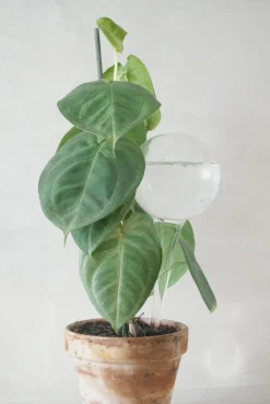 Selvvandingsglas, globe