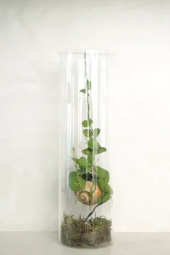 Snaily Dischidia - i glasvase