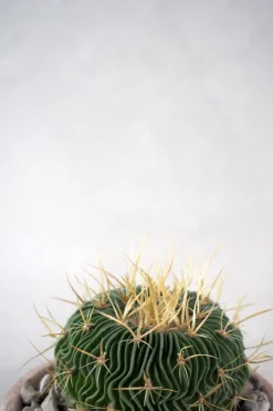 Stenocactus