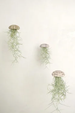 Tillandsia Usneoides i søpindsvin