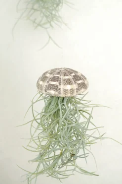 Tillandsia Usneoides i søpindsvin