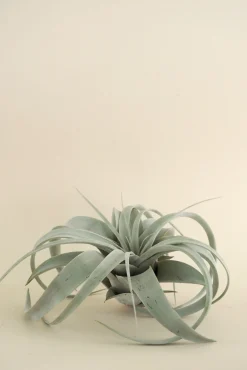 Tillandsia Xerographic