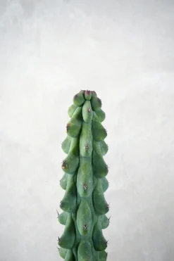 Titty - Myrtillocactus geometrizans