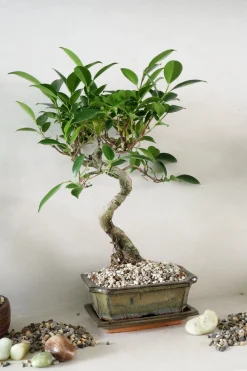 Topping sten - Natural